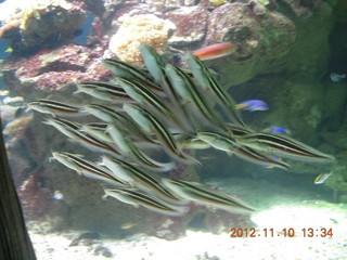 Sydney Harbour - Manly aquarium