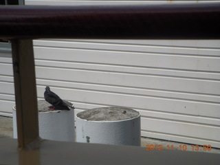 123 83a. Sydney Harbour - Manly - bird