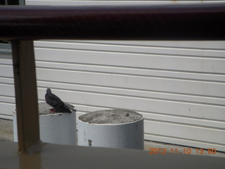 Sydney Harbour - Manly - bird