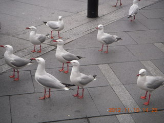 144 83a. Sydney Harbour - gulls