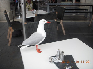 145 83a. Sydney Harbour - bird