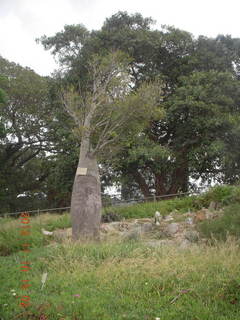 Sydney Harbour gardens