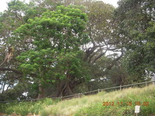 Sydney Harbour gardens