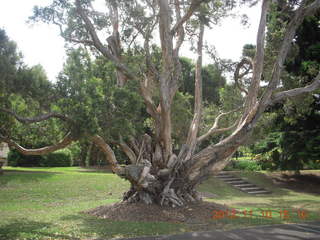 179 83a. Sydney Harbour gardens tree