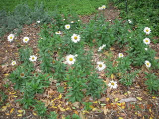 Sydney Harbour gardens flowers