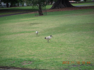 207 83a. Sydney birds