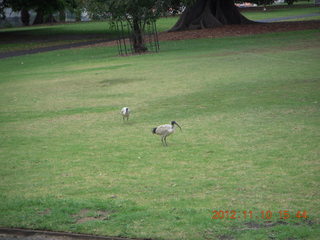 Sydney birds