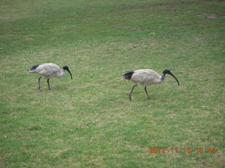 Sydney - anteater-bill birds