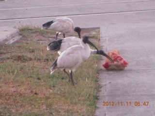 22 83b. Sydney Airport Hotel run - strange birds