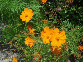 72 83b. Cairns, Australia - flowers