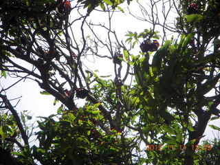 75 83b. Cairns, Australia - bats