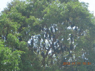 Cairns, Australia - bats