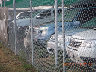 29 83c. Cairns morning run - junkyard dogs