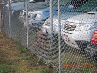 30 83c. Cairns morning run - junkyard dogs