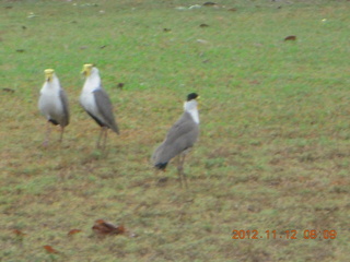 51 83c. Cairns morning run - birds