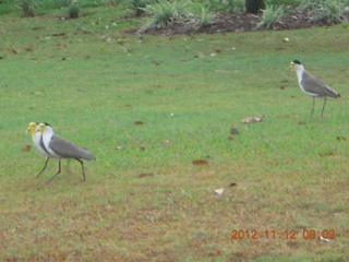 52 83c. Cairns morning run - birds