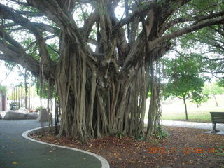 58 83c. Cairns morning run - Banyon tree