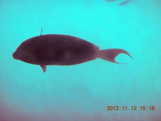 (aaphoto) Great Barrier Reef tour - underwater view