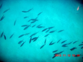 138 83c. (aaphoto) Great Barrier Reef tour - underwater view