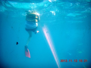 144 83c. (aaphoto) Great Barrier Reef tour - underwater view - snorkler