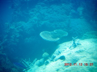 165 83c. (aaphoto) Great Barrier Reef tour - semi-sub