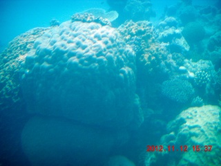 169 83c. (aaphoto) Great Barrier Reef tour - semi-sub
