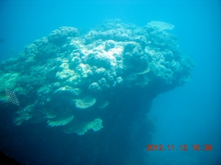 (aaphoto) Great Barrier Reef tour - semi-sub