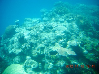 (aaphoto) Great Barrier Reef tour - semi-sub