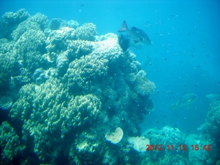 (aaphoto) Great Barrier Reef tour - semi-sub