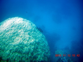 175 83c. (aaphoto) Great Barrier Reef tour - semi-sub