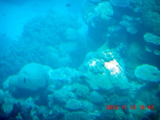 176 83c. (aaphoto) Great Barrier Reef tour - semi-sub