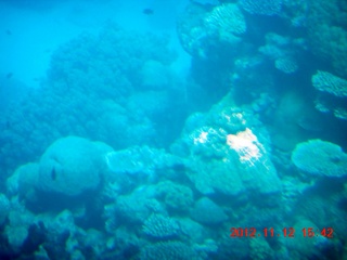 (aaphoto) Great Barrier Reef tour - semi-sub