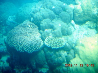 178 83c. (aaphoto) Great Barrier Reef tour - semi-sub