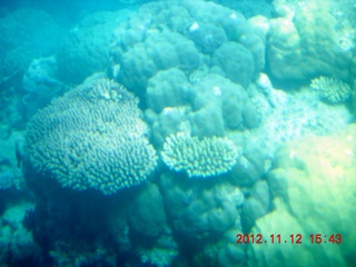 (aaphoto) Great Barrier Reef tour - semi-sub