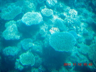 179 83c. (aaphoto) Great Barrier Reef tour - semi-sub