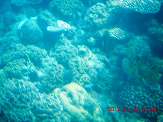 (aaphoto) Great Barrier Reef tour - semi-sub