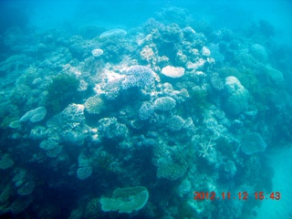 182 83c. (aaphoto) Great Barrier Reef tour - semi-sub