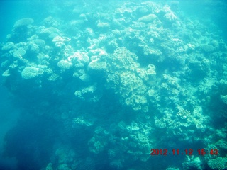 183 83c. (aaphoto) Great Barrier Reef tour - semi-sub