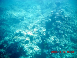 186 83c. (aaphoto) Great Barrier Reef tour - semi-sub