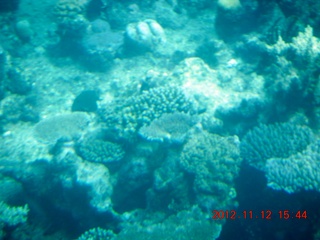 187 83c. (aaphoto) Great Barrier Reef tour - semi-sub