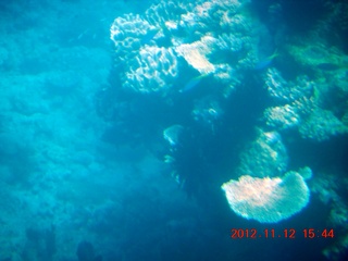 188 83c. (aaphoto) Great Barrier Reef tour - semi-sub