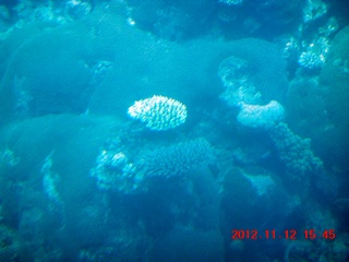 191 83c. (aaphoto) Great Barrier Reef tour - semi-sub