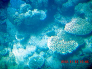 196 83c. (aaphoto) Great Barrier Reef tour - semi-sub