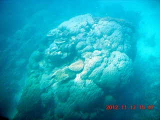 197 83c. (aaphoto) Great Barrier Reef tour - semi-sub