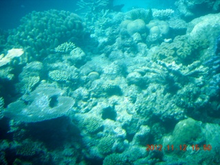 211 83c. (aaphoto) Great Barrier Reef tour - semi-sub