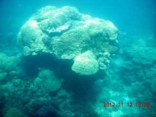 215 83c. (aaphoto) Great Barrier Reef tour - semi-sub