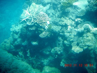 219 83c. (aaphoto) Great Barrier Reef tour - semi-sub