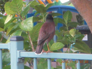 Cairns, Australia - bird