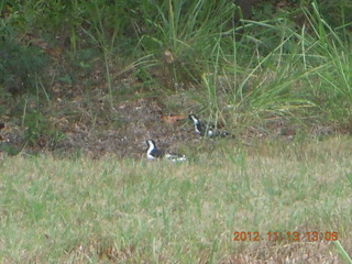 Tjapukai Aboriginal Cultural Park - walking there - birds