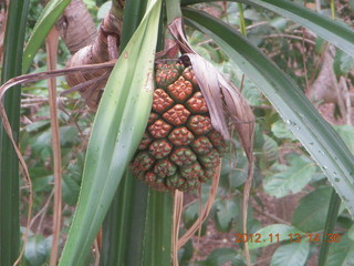 128 83d. Tjapukai Aboriginal Cultural Park - fruit